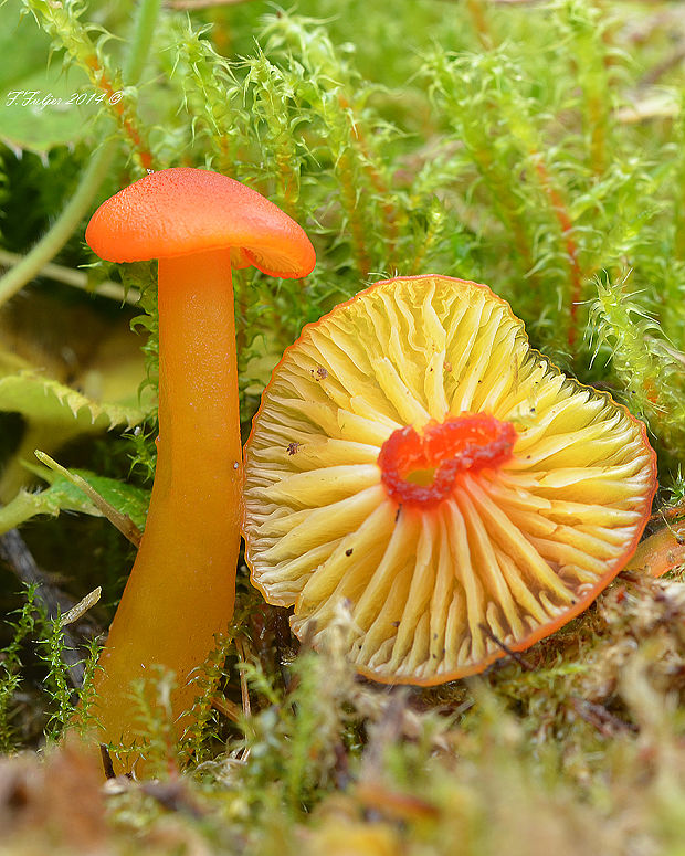 lúčnica blednúca Hygrocybe insipida (J.E. Lange ex S. Lundell) M.M. Moser