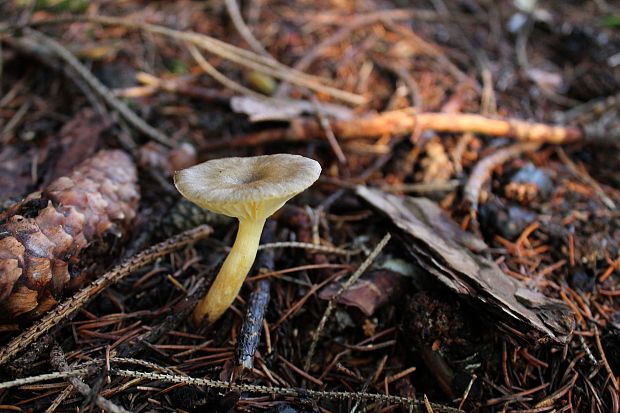 šťavnačka mrazová Hygrophorus hypothejus (Fr.) Fr.