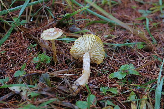 šťavnačka smrekovcová Hygrophorus lucorum Kalchbr.