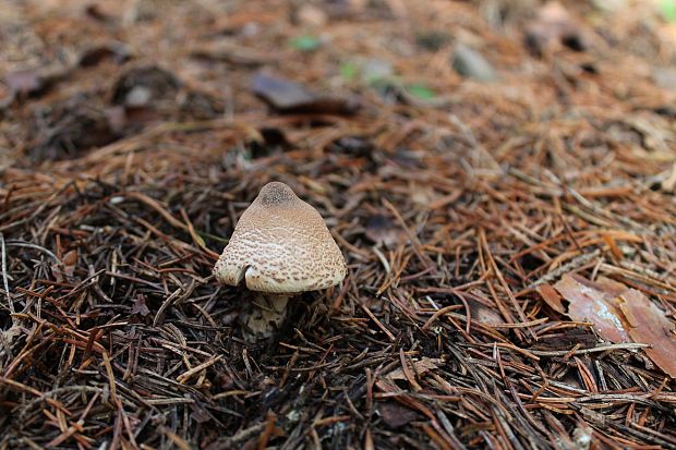 bedlička Lepiota sp.