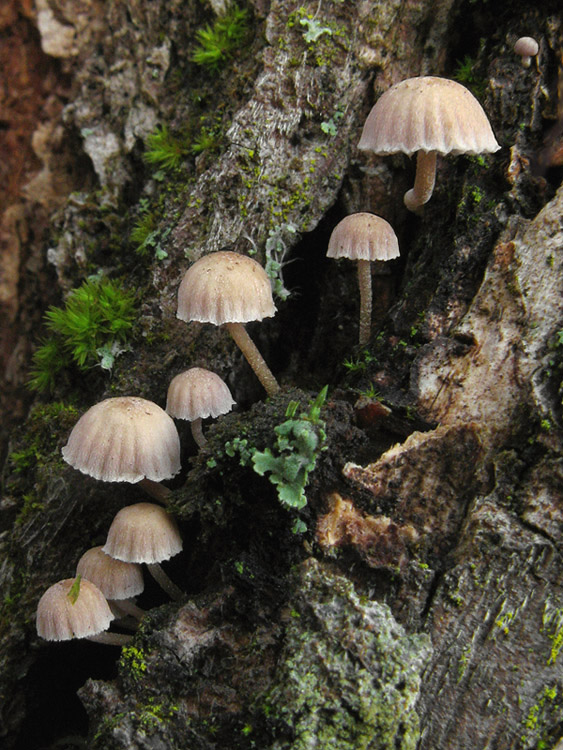 prilbička pomúčená Mycena meliigena (Berk. & Cooke) Sacc.