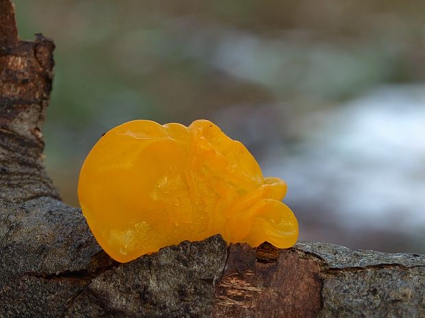 rôsolovka zlatožltá Tremella mesenterica Retz.