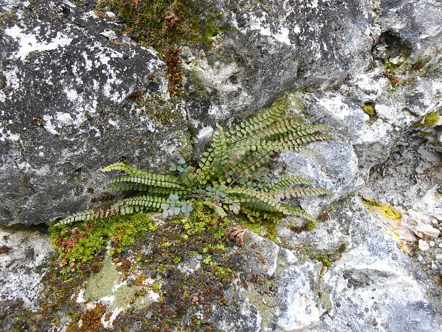 slezinník červený Asplenium trichomanes L. emend. Huds.