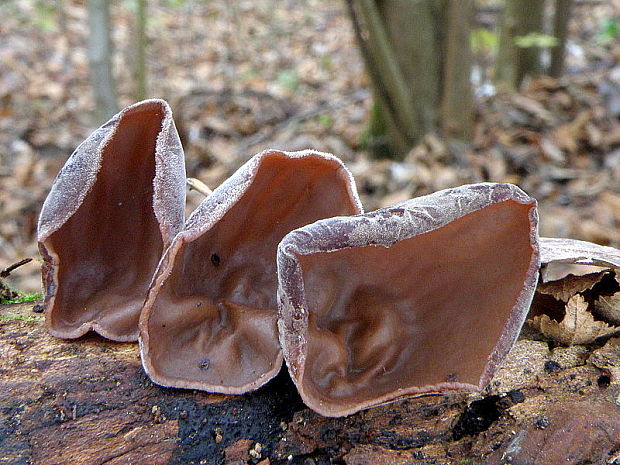 uchovec bazový Auricularia auricula-judae (Bull.) Quél.