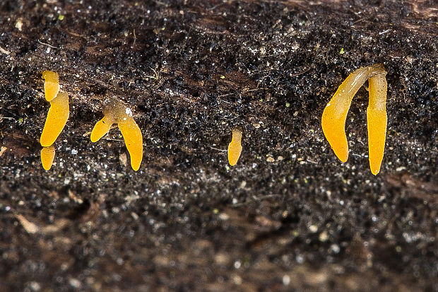 parôžkovec malý Calocera cf. cornea (Fr.) Loud.