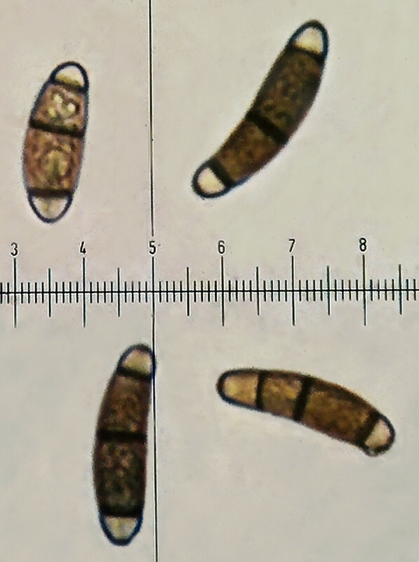 Chaetosphaerella fusca (Fuckel) E. Müll. & C. Booth