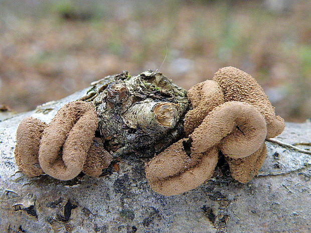 dutinovka otrubnatá Encoelia furfuracea (Roth) P. Karst.