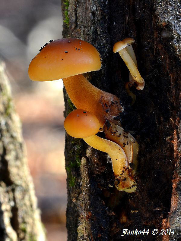 plamienka Flammulina sp.