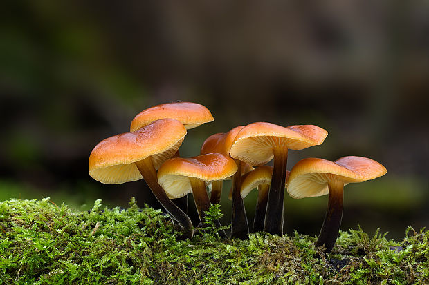 plamienka Flammulina sp.