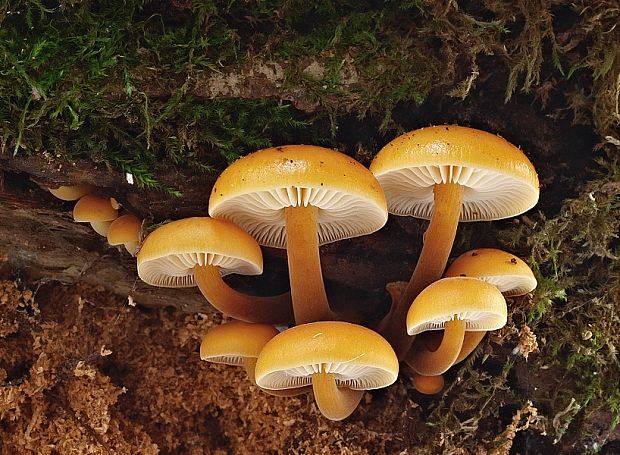 plamienka Flammulina sp.