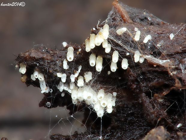 henningsovka belostná Henningsomyces candidus (Pers.) Kuntze