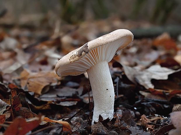 šťavnačka Hygrophorus sp.