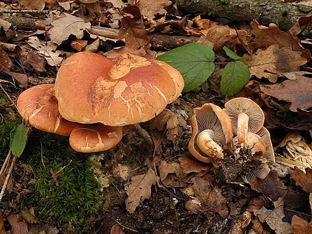 strapcovka tehlovočervená Hypholoma lateritium (Schaeff.) P. Kumm.