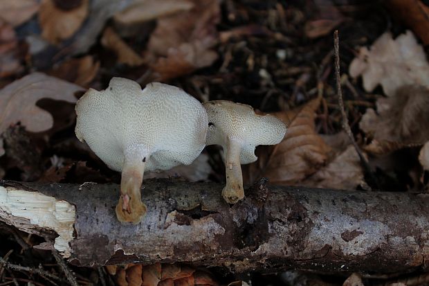 trúdnik zimný Lentinus brumalis (Pers.) Zmitr.