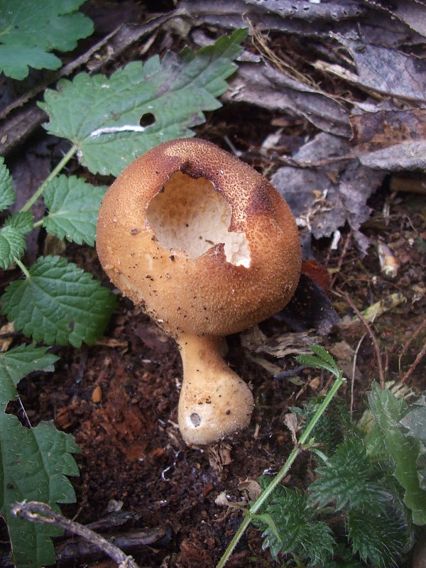 prášnica Lycoperdon sp.