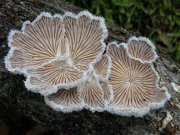 klanolupeňovka obyčajná Schizophyllum commune Fr.