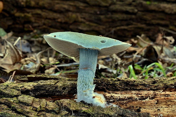 golierovka zelenomodrá Stropharia caerulea Kreisel