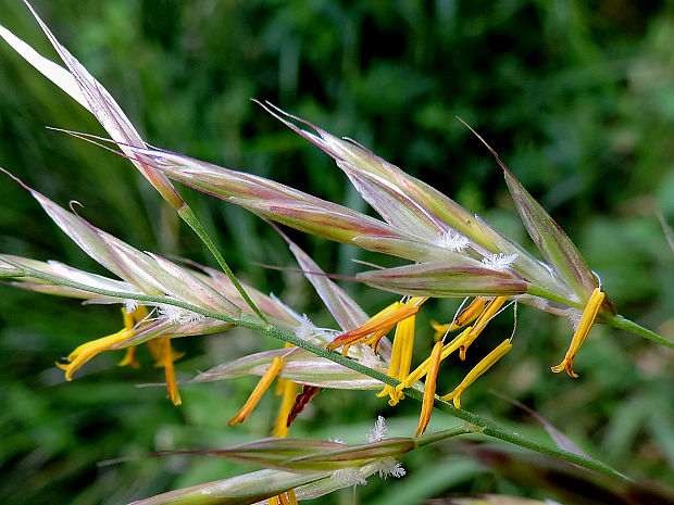 stoklas  Bromus sp.