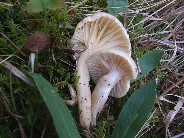 lúčnica snehobiela Cuphophyllus virgineus (Wulfen) Kovalenko