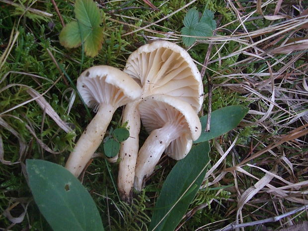 lúčnica snehobiela Cuphophyllus virgineus (Wulfen) Kovalenko