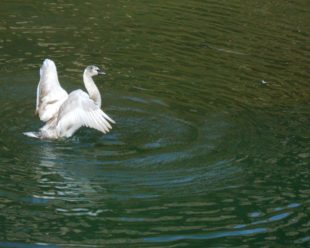 labuť veľká Cygnus olor