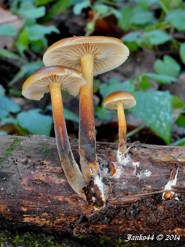 plamienka Flammulina sp.