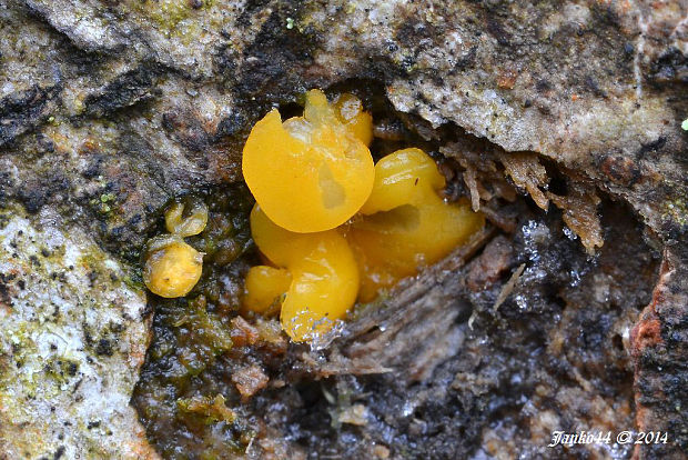 trasľavka pohárikovitá Guepiniopsis buccina (Pers.) L.L. Kenn.