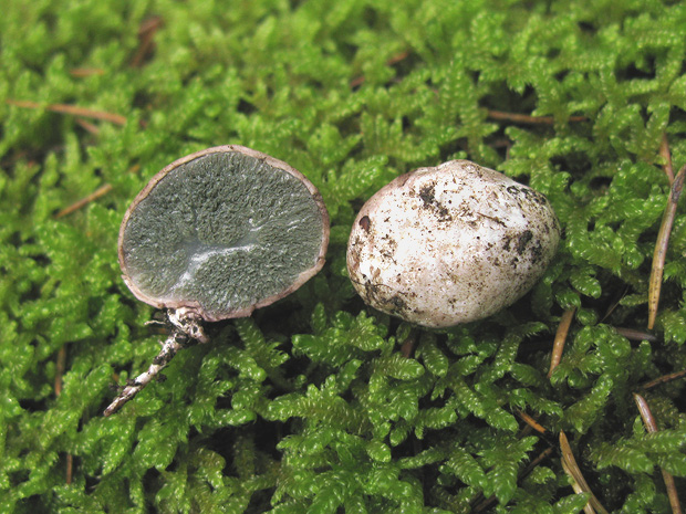 lúpavka Hysterangium coriaceum