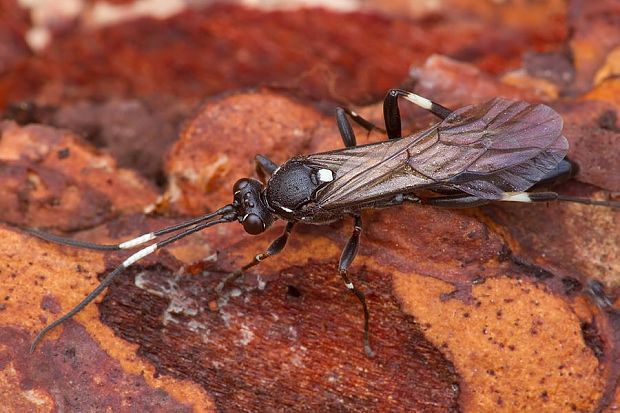 . Stenichneumon militarius