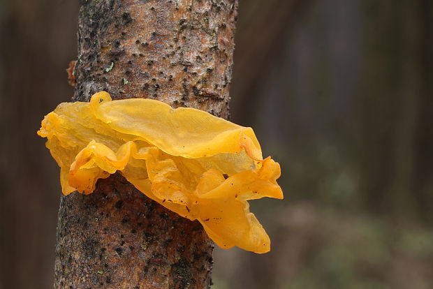 rôsolovka zlatožltá Tremella mesenterica Retz.