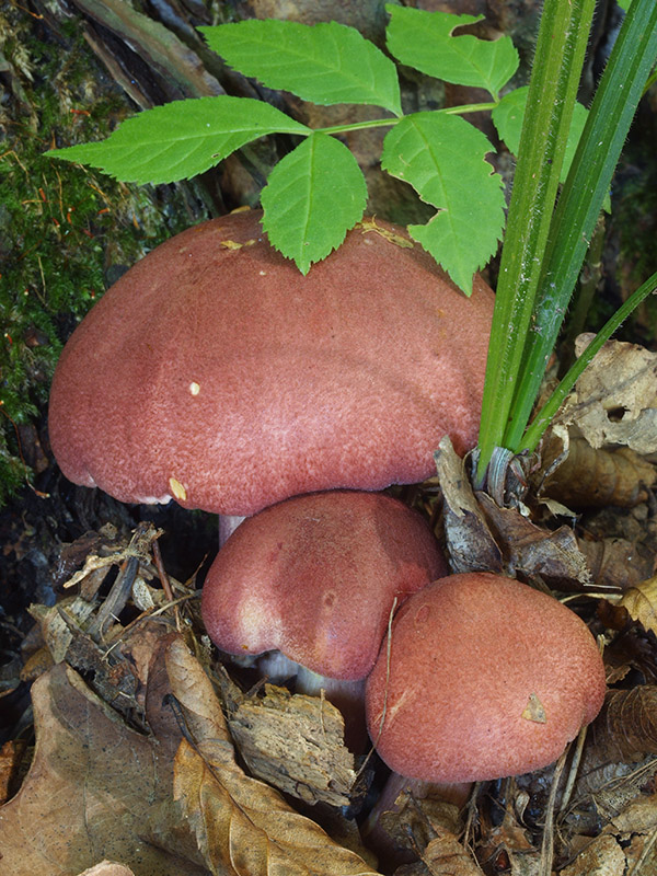 čírovec červenožltý Tricholomopsis rutilans (Schaeff.) Singer