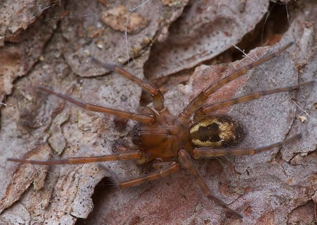 cedivka podkôrna Amaurobius fenestralis