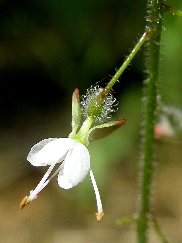čarovník obyčajný Circaea lutetiana L.