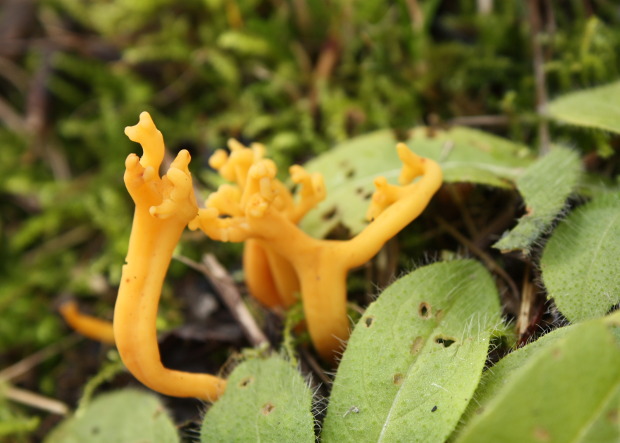 pakonárovka parôžkovitá Clavulinopsis corniculata (Schaeff.) Corner