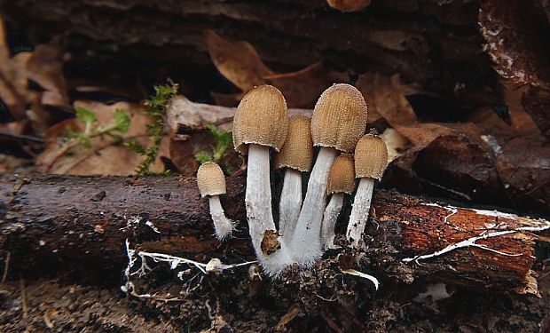 hnojník ligotavý Coprinellus micaceus (Bull.) Vilgalys, Hopple & Jacq. Johnson