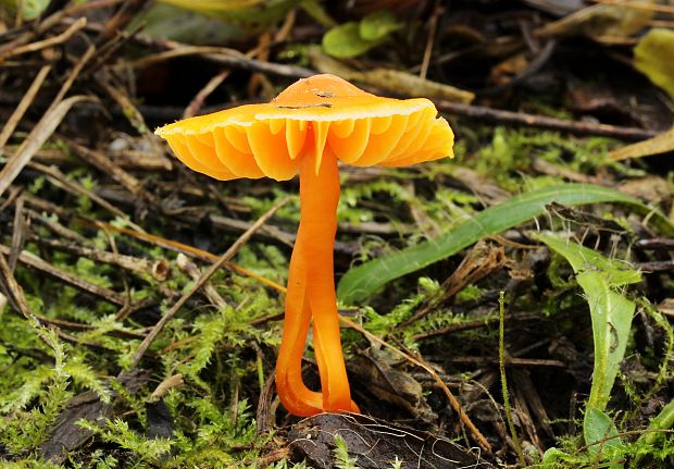 lúčnica Hygrocybe sp.