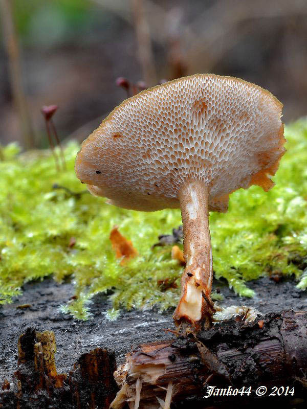 trúdnik zimný Lentinus brumalis (Pers.) Zmitr.