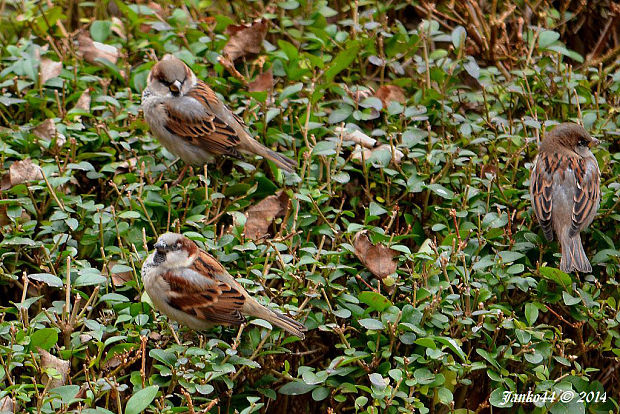 vrabec domový Passer domesticus