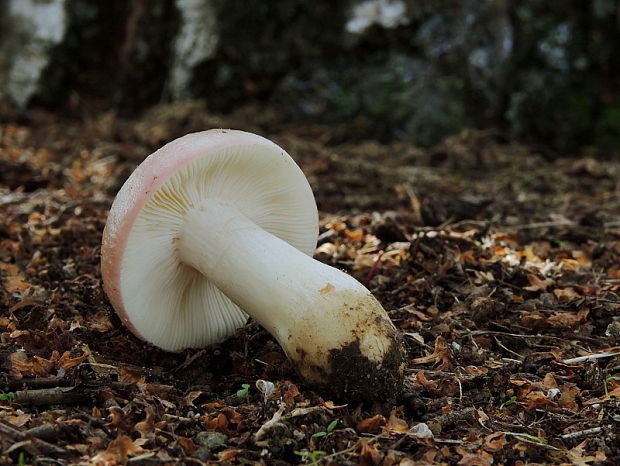 plávka brezová Russula betularum Hora