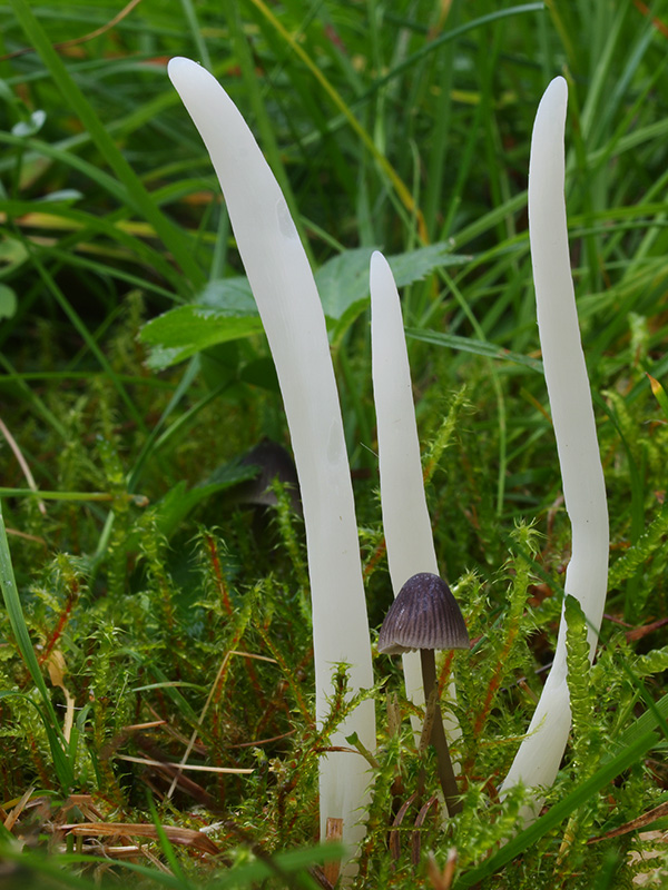 kyjačik lámavý Clavaria fragilis Holmsk.