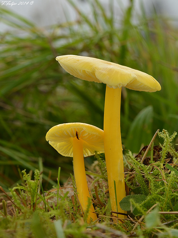 lúčnica citrónovožltá Hygrocybe chlorophana (Fr.) Wünsche