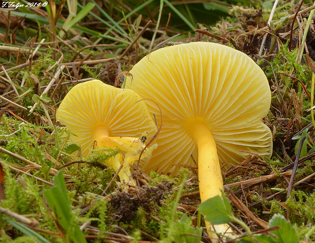 lúčnica citrónovožltá Hygrocybe chlorophana (Fr.) Wünsche