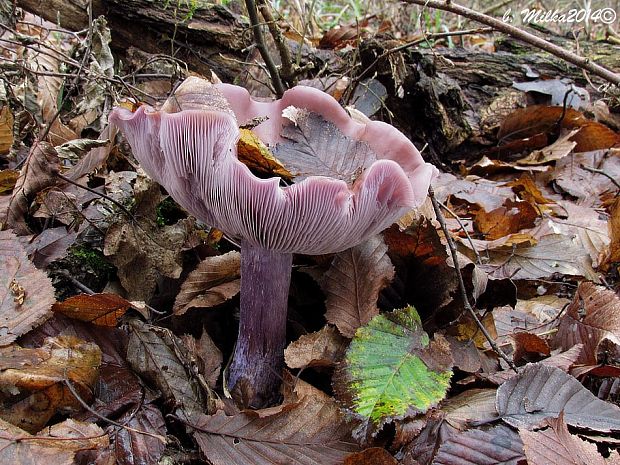 pôvabnica fialová Lepista nuda (Bull.) Cooke