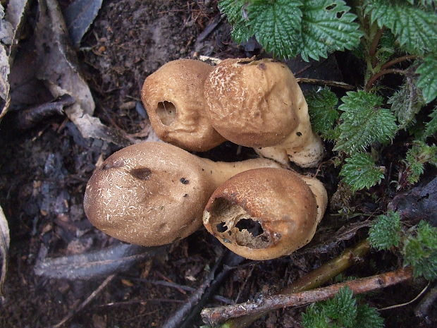 prášnica Lycoperdon sp.