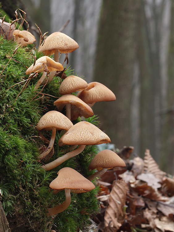 drobuľka Psathyrella sp.