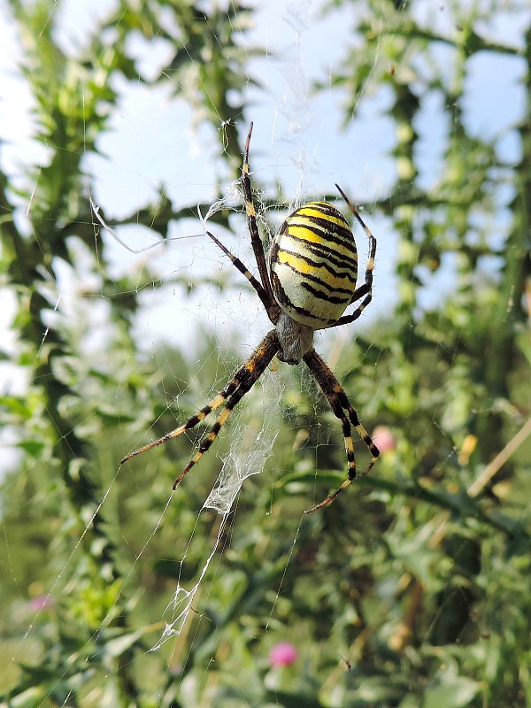 križiak pásavý / křižák pruhovaný ♀ Argiope bruennichi Scopoli, 1772