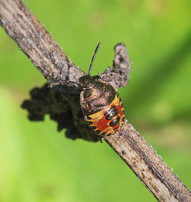 Carpocoris sp.