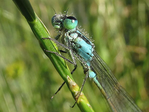 šidélko páskované Coenagrion puella