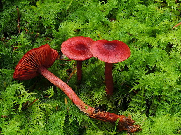 pavučinovec krvavý Cortinarius sanguineus (Wulfen) Fr.