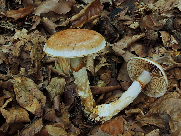 pavučinovec Cortinarius sp.